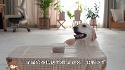 主人吩咐狗狗看着食物，汪星人能忍住不吃吗？结局笑爆了