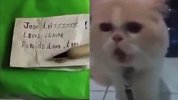 这小猫是属鹦鹉的吧！竟能一字不差准确读出C罗名字