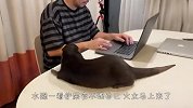 铲屎官忙工作不理水獭，小家伙不干了，接下来忍住别笑