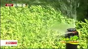 北京新闻-20120414-“见缝插绿”美化环境.本市今年将新增屋顶绿化10万平方米