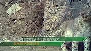 甘肃祁连山境内拍到4只雪豹同时漫步场景