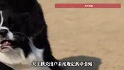 未牵绳边牧犬咬伤路人，主人被拘留