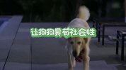 【宠物星球】小天使是如何养成的？来看一下狗狗需要养成的好习惯清单吧