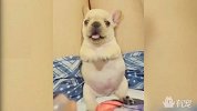 狗狗露出肚皮，主人摸了摸它就高兴成这个样子