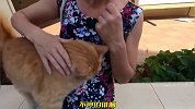 原以为只是普通的猫咪，当它走进小姐姐怀抱时，才知道它这么聪明