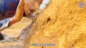 小伙听见河边洞里有动静，果断徒手就开始挖，竟有意外收获？