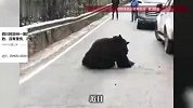 四川阿坝州一黑熊在道路上翻滚疑似受伤，林业局：从山上滚落下来的