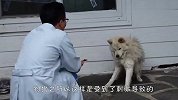 狗狗经常抽搐，医生一番话道破真相，网友：太可怜了