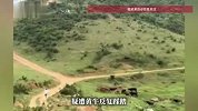 画面曝光！儿童摔倒疑遭黄牛反复踩踏，男子大喊吓退牛群一把将人抱出，当地回应