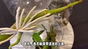 春石斛的养殖方法和注意事项