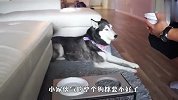 铲屎官让哈士奇减肥，到饭点只给一粒狗粮，接下来忍住别笑