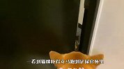 家里闯进来一只猫，两只柴犬看到后，反应要笑喷了