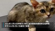 12只宠物猫被法拍为主人还债！开拍5分钟蓝金小公猫价格翻番