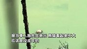 摩友旅行时发现一大熊猫溺亡，面朝下漂浮在水中：应该还没成年