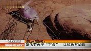 澳洲趣闻：复活节兔子“下台”让位兔耳袋狸 120207 新闻夜总汇