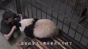 这应该是动物园最懒的熊猫了，奶爸叫都叫不起来，太逗了