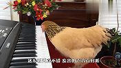 主人不在家，母鸡偷偷跳上琴桌：铲屎的平时就这么弹的吧？