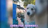 金毛为什么不能做警犬？