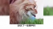 宠物冷知识：猫咪为什么爱吃草？