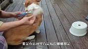 铲屎官给3只柯基梳毛，差点崩溃了，看完你还敢养吗？
