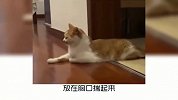 宠物冷知识：猫咪为什么喜欢揣爪爪？