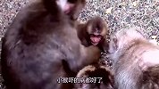 感动！猴宝宝生病了，猴妈妈不离不弃，还试图用水帮助它
