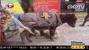担心毛驴挨冻披棉被穿毛裤