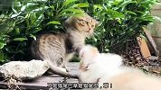 猫：不好意思啊，硌你的脚了