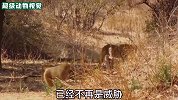 狒狒和狮群一起捕猎，捻角羚被坑惨了！不愧是动物界的“卧底”