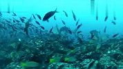 潜水猎人带你领略丰富多彩的海底世界