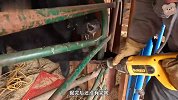 黑牛前脚卡在栅栏里，主人立马救其脱困，从此便涨了记性