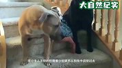 萌娃想要爬上楼去玩，不料被狗狗拦住去路，镜头拍下全过程