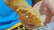 男寝接连发现蜂巢获1斤多蜂蜜 被学生分食