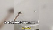 湖南一业主收房用木棍轻松捅穿楼板，开发商回应：是放线孔，不影响安全