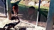 男子带机器狗逛动物园，猜猜狮子会是什么反应？