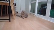 猫咪抓苍蝇，下一秒让人万万没想到，铲屎官都看不下去了