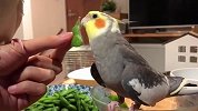 主人给鹦鹉喂毛豆，鹦鹉-要不我还是先唱首歌吧！