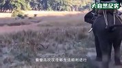 人类误入老虎领地，老虎袭击人类，幸好有大象英勇守护