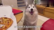 铲屎官吃披萨没给哈士奇，狗子馋的要流哈喇子了，场面笑爆了