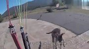 小伙跳伞还没落地，被袋鼠冲上来一顿胖揍，彪悍的鼠生无需解释