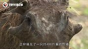 400斤野猪大战母狮，谁先认怂谁就输了，镜头记录全过程
