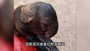 新生猪仔长相怪异似小象，鼻子长头顶、眼睛长脸中央：已存活2天