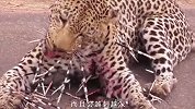 花豹挑衅豪猪，结果被豪猪刺扎满全身