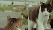 日本猫岛遭人恶意投毒：岛上近百只萌猫70只丧生
