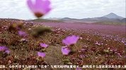 美! 世界最干燥沙漠大雨过后花开遍地 犹如童话世界