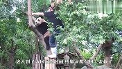 熊猫：谁让你抢我的树？奶爸：我也是被逼的，场面太搞笑了