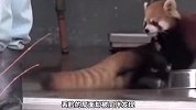 我们对这只小熊猫的误解，你喜欢它？