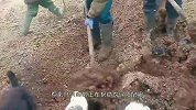 农民正在翻土，突然一道“黑影”蹿出，几只土狗瞬间一拥而上！