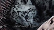 雪豹宝宝被抓住后颈，瞬间自闭成球体-我可能已经“豹废”了