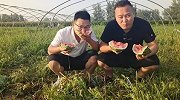 满园西瓜正是成熟期又脆又甜，冰雹过后，瓜农欲哭无泪，咋回事